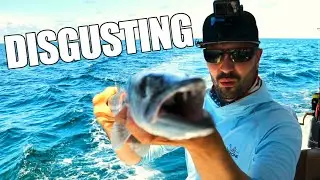 I caught the SMELLIEST fish in Steinhatchee while offshore fishing in the Gulf of Mexico!