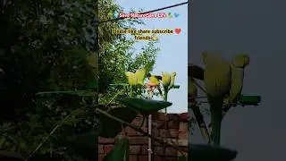 How to attract birds to your balcony । 🤩 How to invite birds । How to attract sparrow #shorts