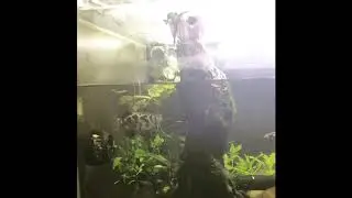 Clouded Archerfish Feeding