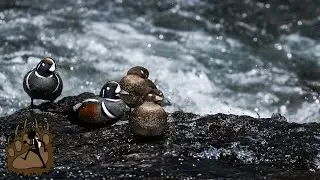 The SEA MOUSE of Yellowstone National Park | Harlequin Ducks