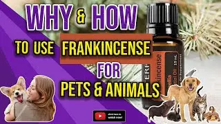 WHY & HOW TO USE FRANKINCENSE ESSENTIAL OIL FOR PETS & ANIMALS