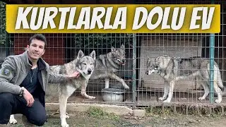 Kurtlarla Dolu Ev