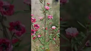 Manuka Flowers