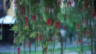 Callistemon viminalis  Melaleuca viminalis  Red Bottlebrush, Weeping