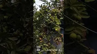 Guava Tree Loaded with Sweet Fruits 🍈 | Farm Fresh Tasty#SweetGuava#GuavaTree#FreshFruits#HomeGarden
