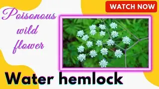 deadly SPOTTED COWBANE plant | northern water hemlock | Cherry🍒