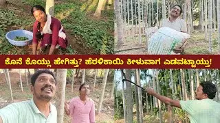 ಕೊನೆ ಕೊಯ್ಲು ಹೇಗಿತ್ತು? | ಹೆರಳಿಕಾಯಿ ಕೀಳುವಾಗ ಎಡವಟ್ಟಾಯ್ತು! | My Village Life | Kannada Vlogs
