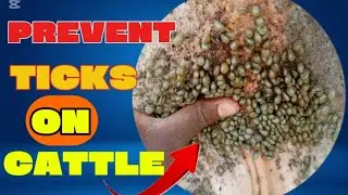 Ticks Are Killing Your Cows! Here&rsquo;s How to Stop Them