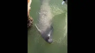 Manatee core #funny #animalphotos