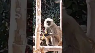 monkey 's activity #animals #funny #bondor #comedy #January2026