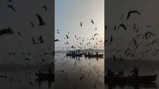 #sunset #seagull #nature #pexels by Fuzail Ahmad