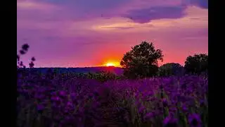 Beautiful Flower Garden | Relaxing Ambient Background for TV & Desktop 🌺