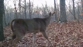 Next Turn Outdoors  November 11-14, 2023 Trailcam. Deer ,Fox, Coon