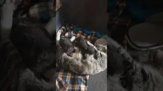 котёнок Сизифис, сын отца и внук деда