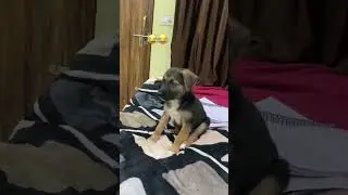 Subscribe🚨‼️#trending #funny #ytshorts #dogsofyoutube #comedy #pets #talkingdog #germanshepherd