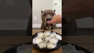 Healthy & easy to make dog treats