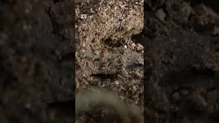Australia, the ant kingdom of the world | Landline | ABC Australia