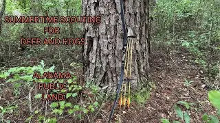 Scouting for Deer and Hogs on Alabama Public Land / Longbow / Traditional Archery