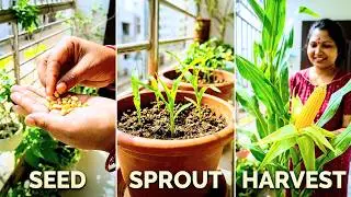 #Gardening hack# long vlog-6,how to grow corn in a small place!#home#vlog with toddler#youtubevideo#