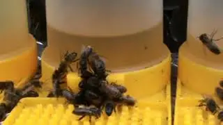 Why Wikipedia is wrong about Honey Bees Must Watch