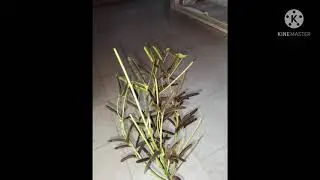 Maruthi black gram(Minumulu) plants, in my field call  7702894167