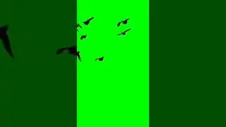 Green screen bird animation