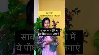 Sawani ka paid. #shortvideo #youtubeshorts #shortsvideo #plantlovers #shortsyoutube