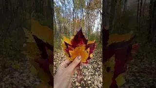 Fall in Mer Bleu Ottawa|Canada #fallincanada