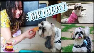 Flurry's Birthday Celebration Vlog 🎂 🎉 | Shih Tzu's BIRTHDAY | Dog Friendly Birthday Cake Recipe