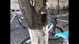Pallas's squirrel - 𝘊𝘢𝘭𝘭𝘰𝘴𝘤𝘪𝘶𝘳𝘶𝘴 𝘦𝘳𝘺𝘵𝘩𝘳𝘢𝘦𝘶𝘴
