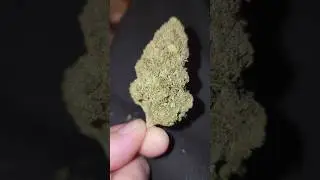 Gelato 41 Strain #shorts