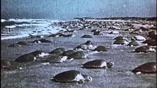 Massive turtle nesting site