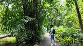 10 minute walkabout in Taipei&rsquo;s lush botanical garden