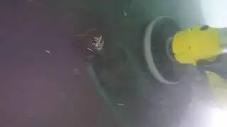Remora Solo Hull Cleaning 1
