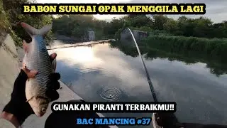 TRIK MANCING TAWES BABON | PELAJARI DAN KEMBANGKAN SESUKA ANDA | BAC Mancing #37