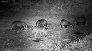 Grumpy growly badger - with sounds