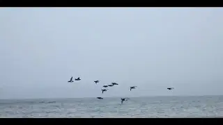 &Ouml;rdek avı 2017 duck hunting 2017,  охота на уток 2017