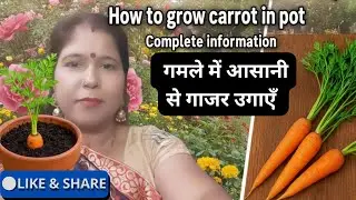 100%result गमले में उगाएँ गाजर| Simple Method to Grow Carrot in Pots|Kitchen Gardening Tips#viral 