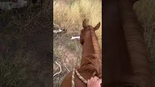 A Horse&rsquo;s Reflection upon Mortality