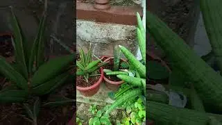 Naglalakihang Boncel &hearts;️&hearts;️&hearts;️ #boncel #snakeplant #shorts