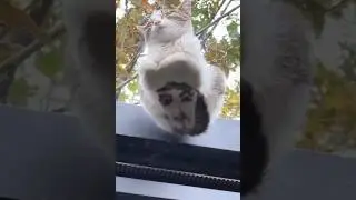 Cute kitten pattern resembles a human face and cat funny videos