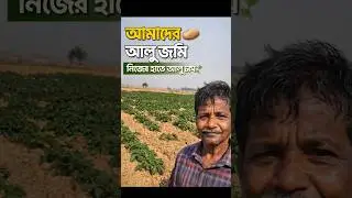 দেখো Friends 🌱 এটা আমাদের আলু জমি | নিজের হাতে আলু চাষ | Village Shorts