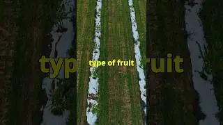 Beyond the Shell: Unveiling the True Nature of Almonds