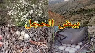 أخيرا لقيت الحجل فين كيبيض في جبال الريف الحجل البري#واد_غيس
