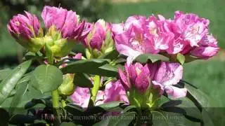 Burial Plots Long Island NY