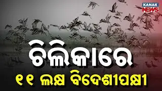 Chilika Bird Census 2026: Over 11 Lakh Migratory Birds Arrive | Forest Dept Report