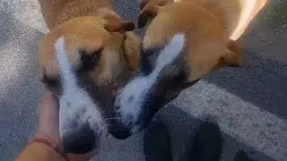 Let's feed the dogs together.