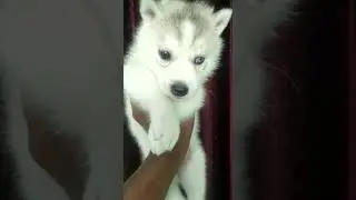 9634737080 meerut pets faslete boarding faslete and boarding hostel in up meerut (1)