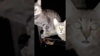 Кошечки #рекомендации #recommended #reels #shorts #cat #кошки