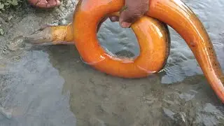 Amazing Catch Fishing with Eel Fish by the River in Underground Deep Hole